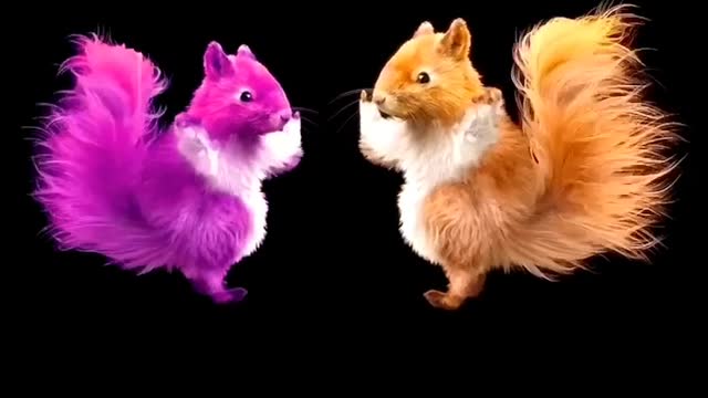 Dancing squirrel