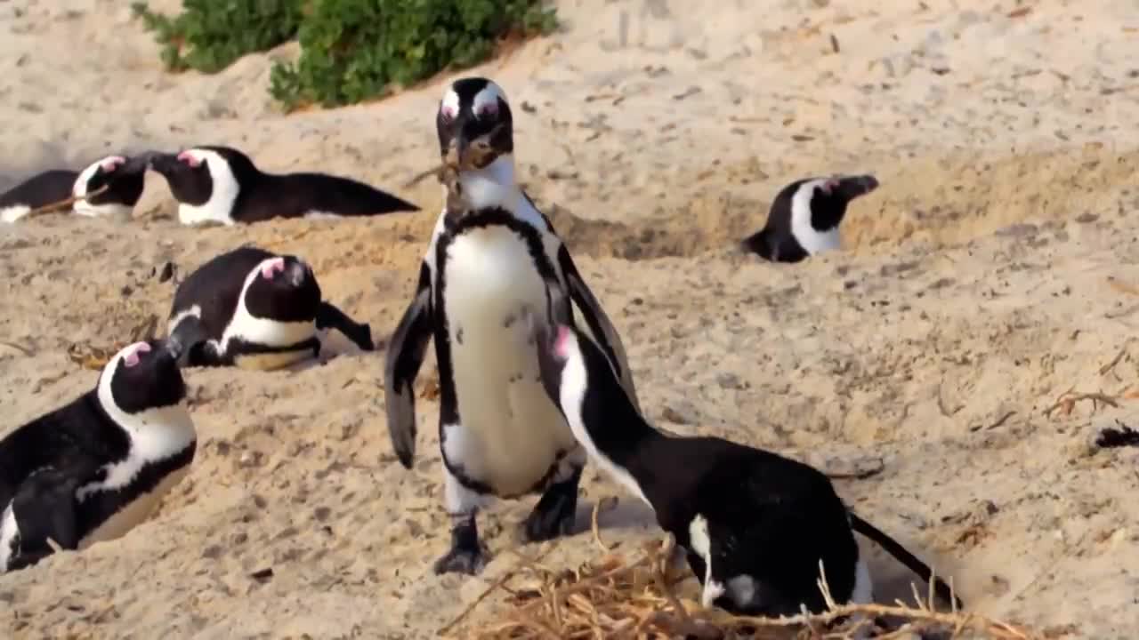 The Penguin Story