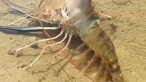 The whole process of peeling shrimp