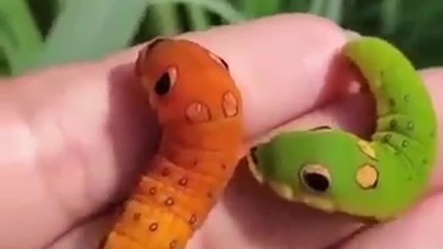 Cartoon corporeal spicebush swallowtail caterpillars!amazing