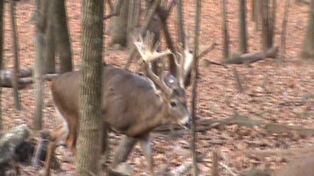 Mountain Clean Whitetails