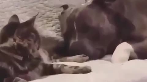 Cat Licks Dog