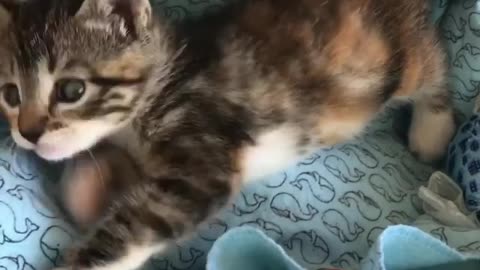 kitten playing funny