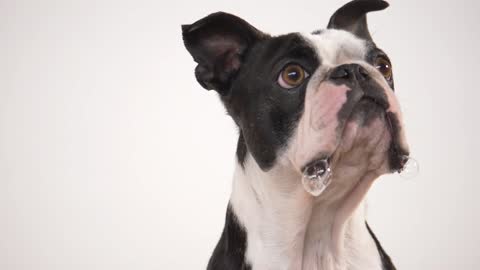 French bulldog eating a treat in slow motion