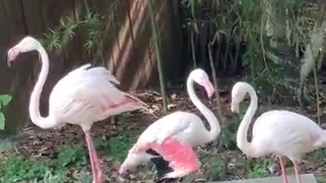 Three Flamingos