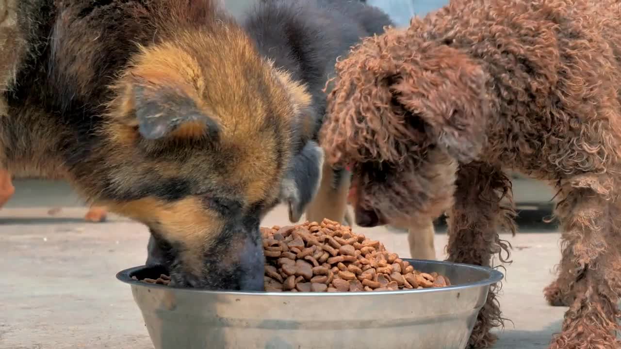 Hungry dogs greedily eating food from bowl. Feeding animals in the shelter. Animal care