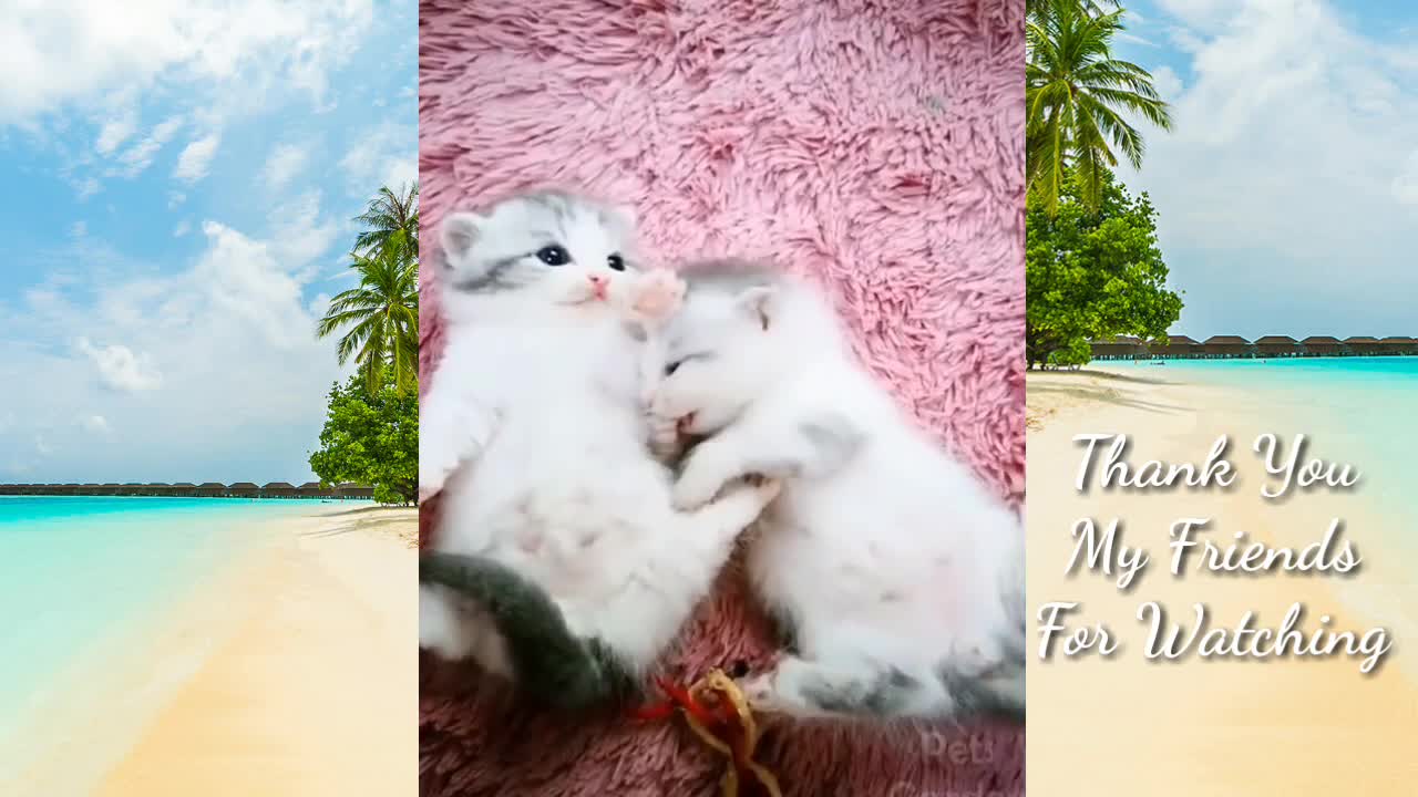 The best😍 funny cats💕 Favorite Cat Pet Care baby Cats Funny