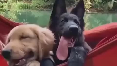 Two happy dog