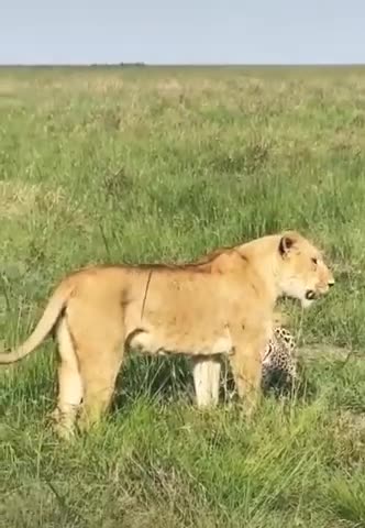 lion lose Opportunity #shorts 2021