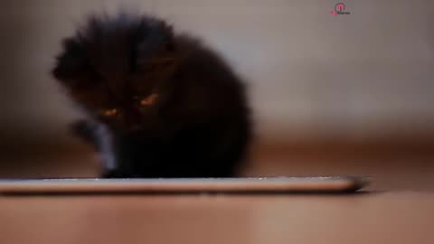 Watch and listen to this story of a Cat behaving Strangely