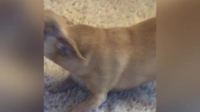 Chihuahua Combat