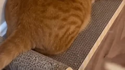 Cat funniest video 🤣😂🤣