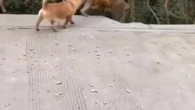 Dog vs Monkey fight