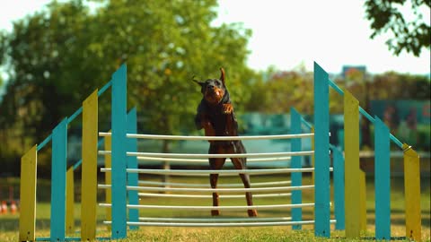 the dog jumps over obstacles