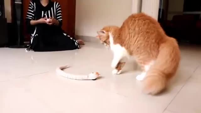 Cat vs toy snake funny video