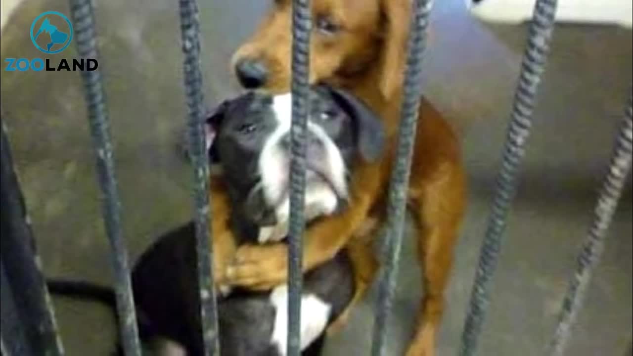 Puppy Hugged Best Friend Before They Were Put Down, Then This Happened