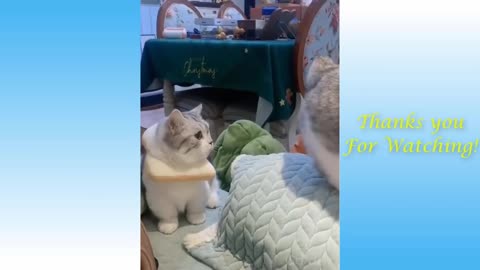 Funny And Cute Cat'S Life (Part 11) Cats And Owners Are The Best Friends Videos