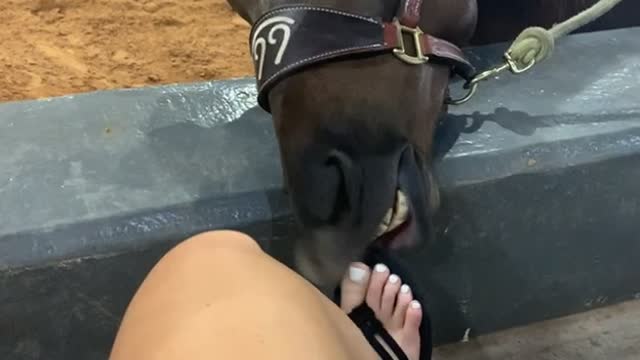 Playful Horse Nibbles at Toes