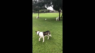 Monsoon at the Dog Park