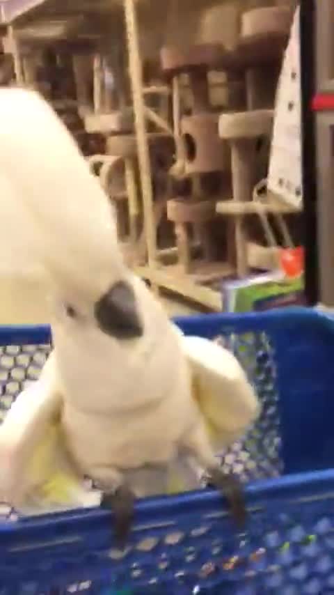 Cacatúa enloquece con los gatos en la tienda de mascotas