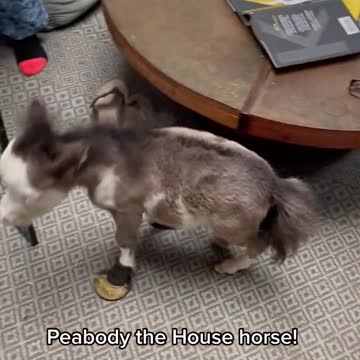 funny|prank|jokes|funny jokes|dad jokes|funny memes|funny video|fun|laughing|funny animal|knock