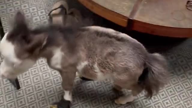 funny|prank|jokes|funny jokes|dad jokes|funny memes|funny video|fun|laughing|funny animal|knock