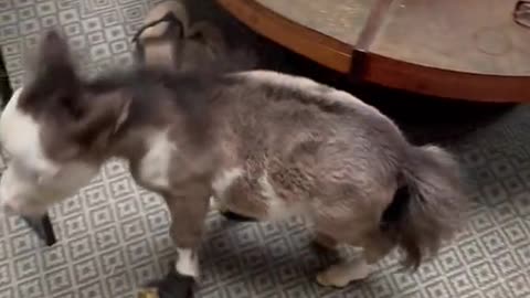 funny|prank|jokes|funny jokes|dad jokes|funny memes|funny video|fun|laughing|funny animal|knock