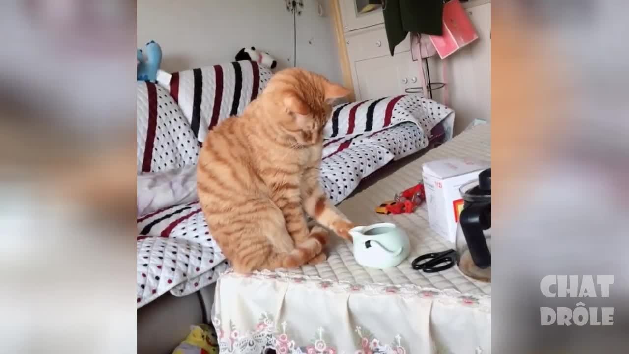 Funny animal and pet compilation--