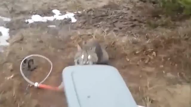 Wild cat after being saved from a trap