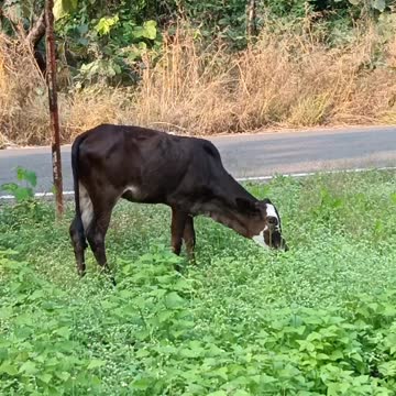 The cow quail is free to turn around and find grass anywhere