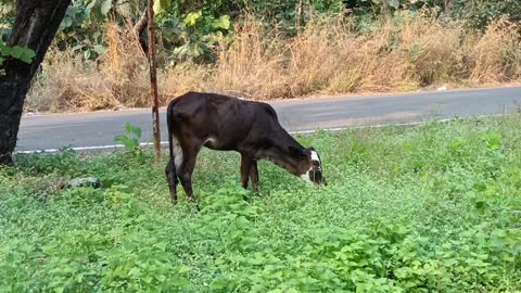 The cow quail is free to turn around and find grass anywhere