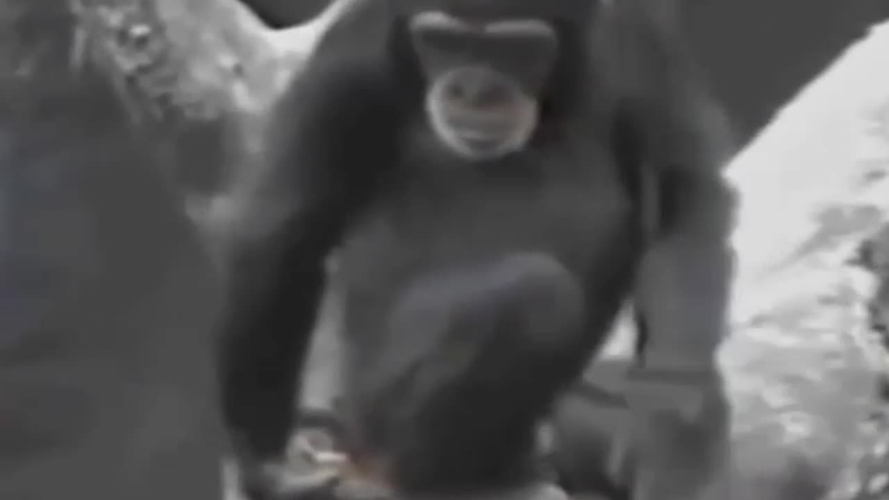 Animal funny video