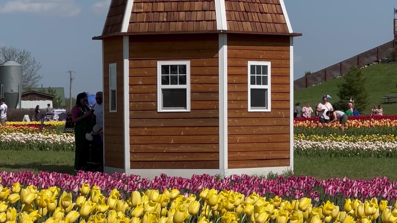 tulip festival