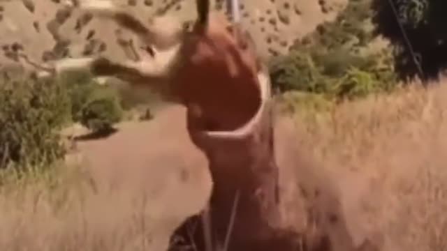 Komodo Dragon Swallows Antilope