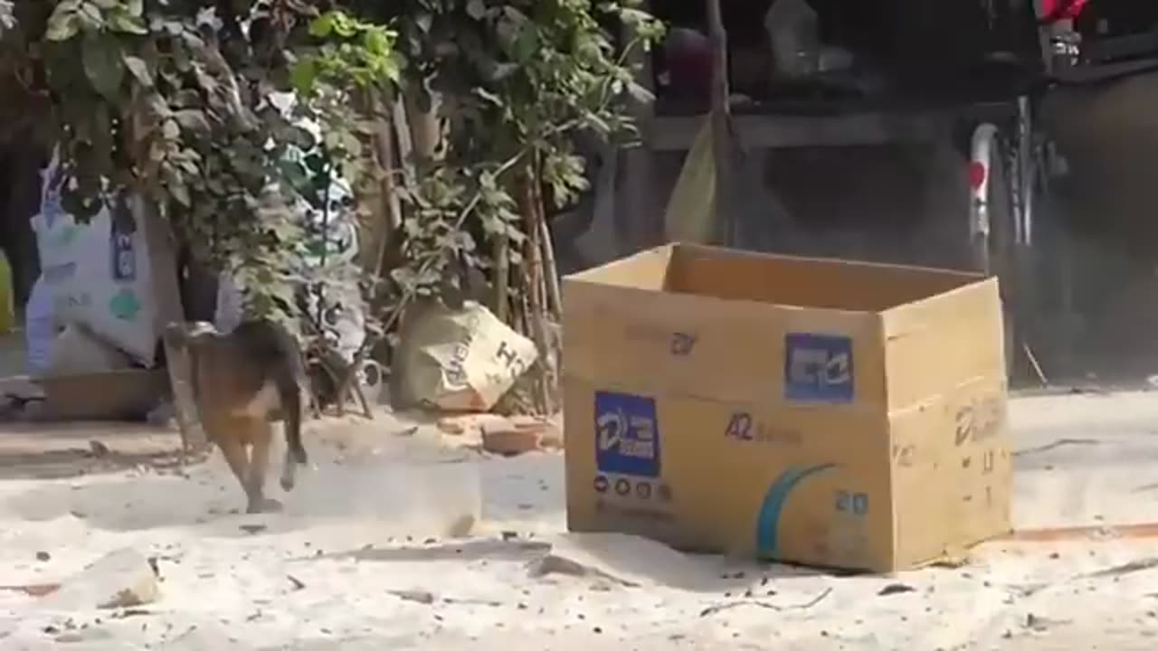 Troll Prank Dog Funny & Fake Lions and Fake Tiger Prank to dog & Huge box prank to dog