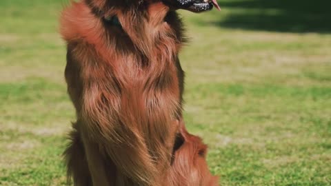 Cute dogs
