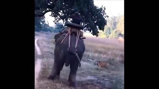 Tiger trying to attack a man riding an elephant