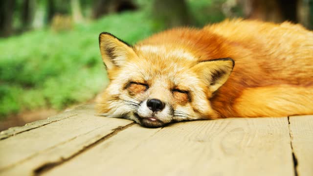 Relaxing music & cute fox sleeping