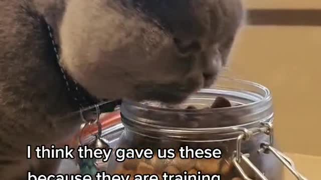 Cute and Funny Cat Videos Compilation - PART 12