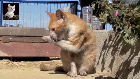 most papulor cat video funny cat video