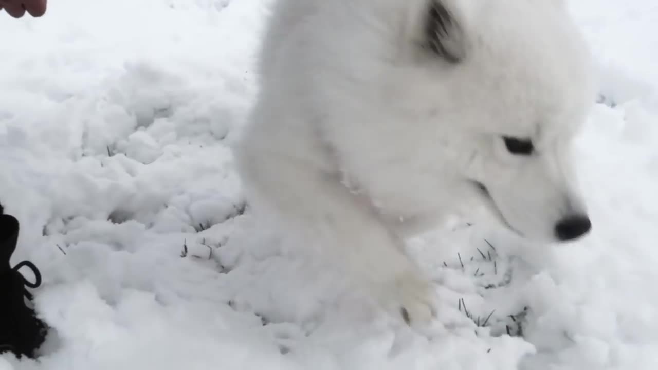 Sled dog reacts to first snow in Canada winter