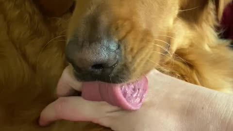 Distracted Doggy Stops Mid Lick