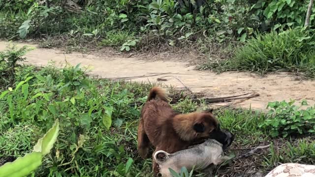 Dog Helps Younger Brother Out of the River