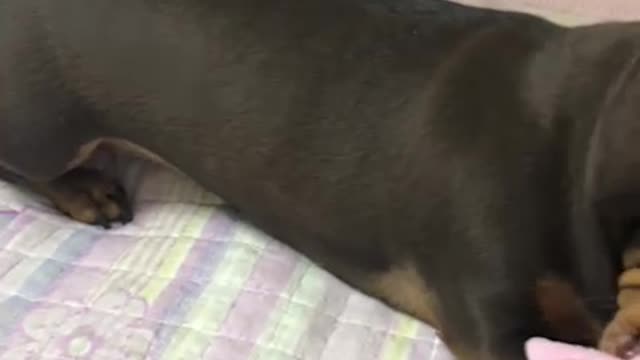I'm training my puppy Choco!! failure? Success? (Dachshund)