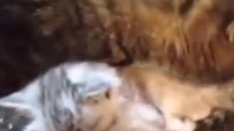 Funny and Cute Cats Videos #55 │ Gadis Sekarwangi