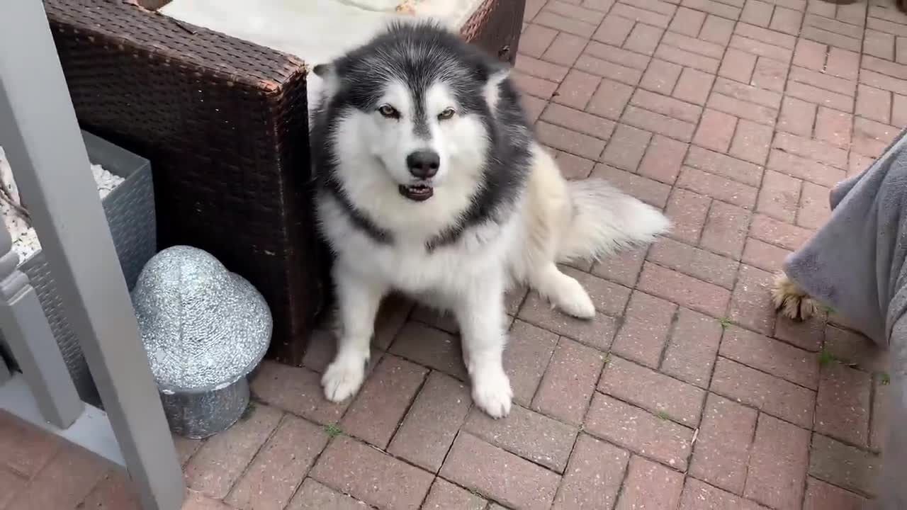 Alaskan Malamute Bath Time! Naughty Niko Rolled In Poo!-2