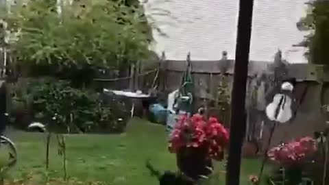 Black dog running in lawn and jumps over other dog