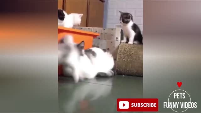 Cute Pets and Animals Funny videos 2021