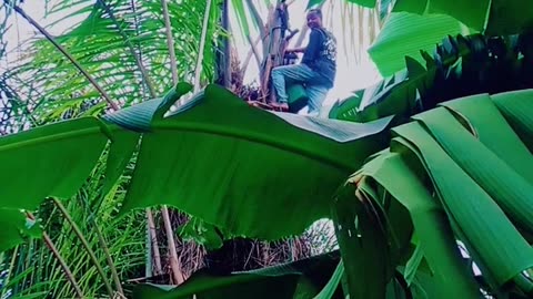 Palm wine tapper