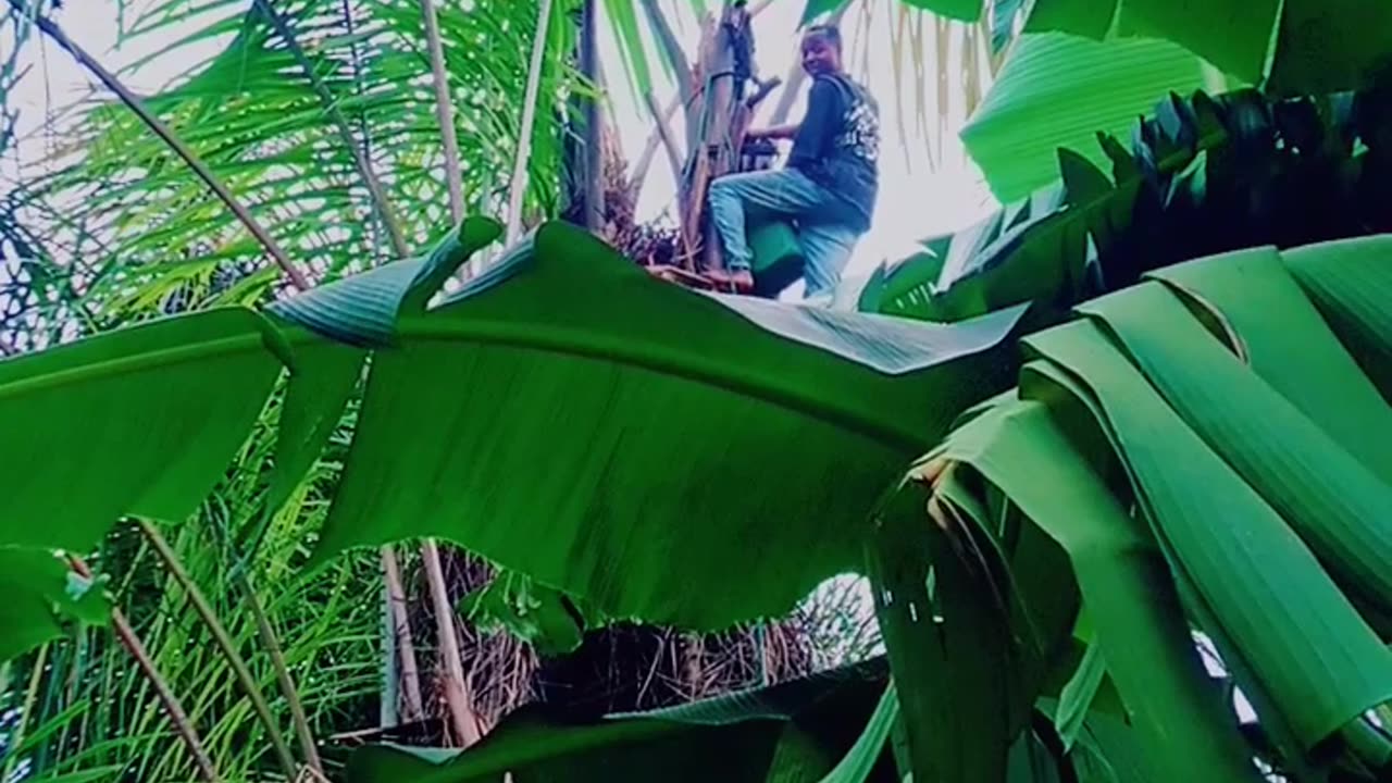Palm wine tapper